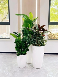 前湾盆景租摆设计